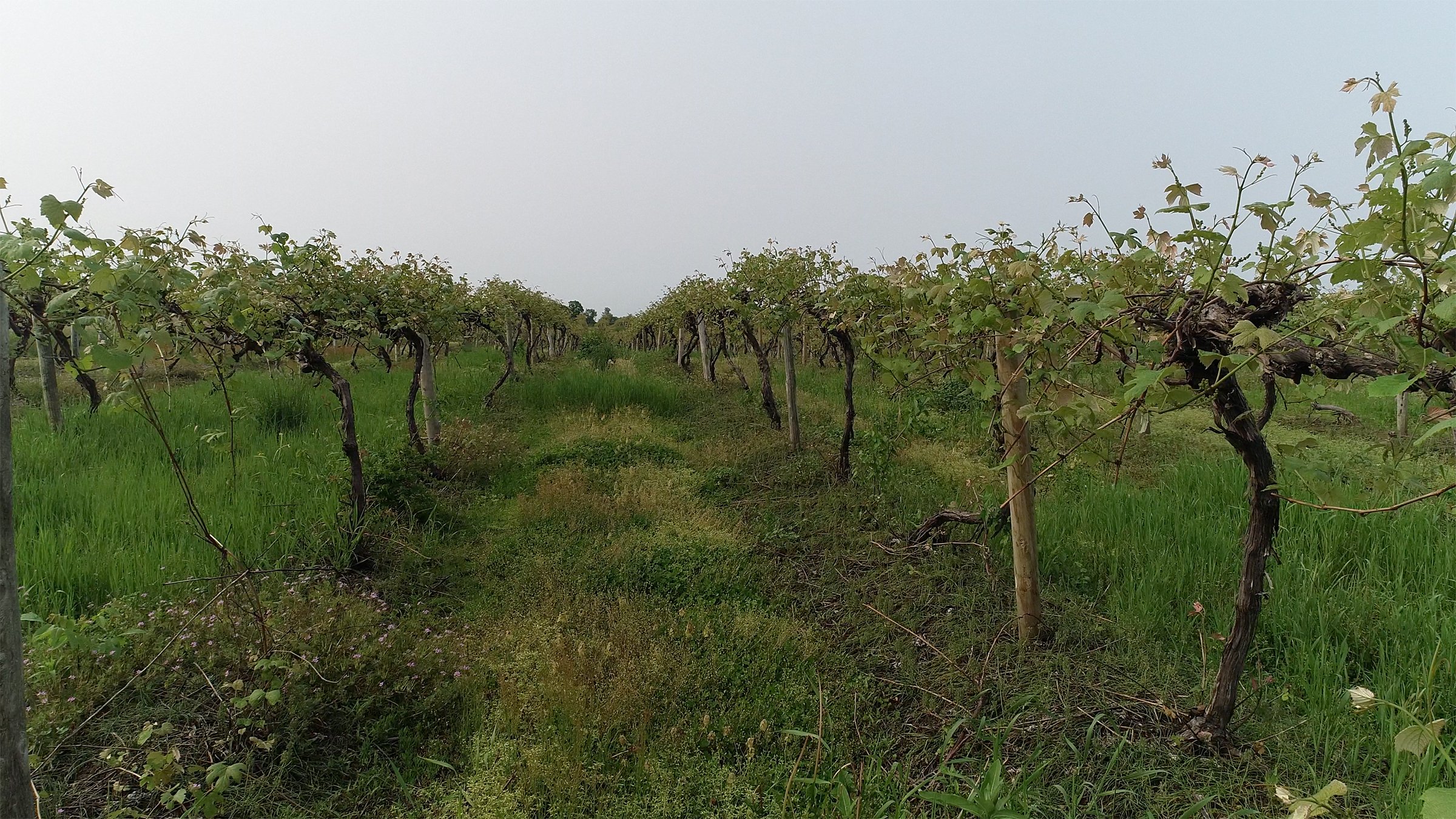 Van Buren County, Michigan farmland - LAND AUCTION - 194+/- ACRES OFFERED IN 5 TRACTS IN VAN BUREN COUNTY, MICHIGAN